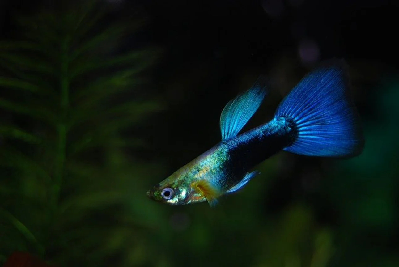 Guppy Blue