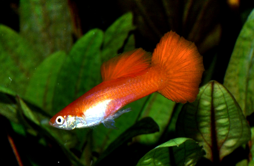 Guppy Red