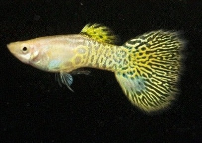 Guppy Yellow
