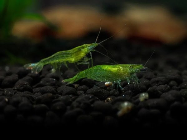 Shrimp Green